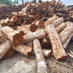 Gawat…!!! di Desa Kubang Jaya Kecamatan Siak Hulu Kampar Menjadi Sarang Mavia Ilegal Loging