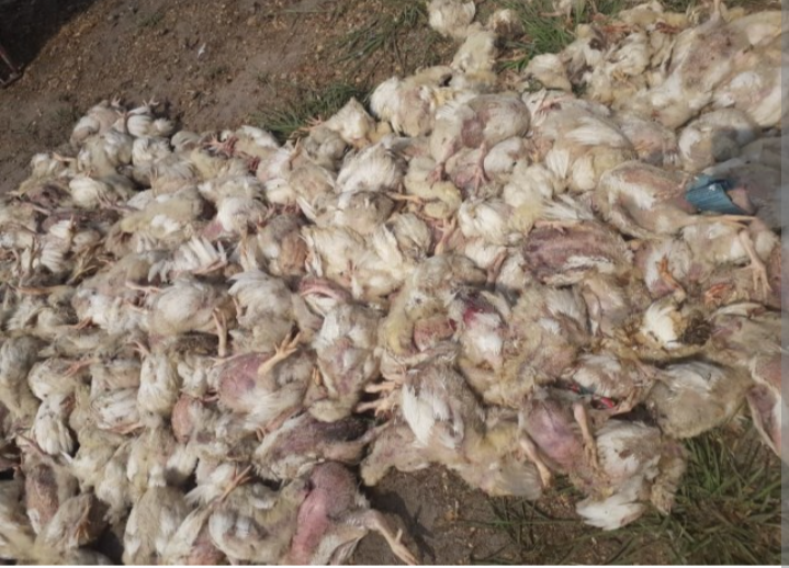 Bau Bangkai Menyengat,Kebun di Area Dekat Pemukiman Warga Padat Penduduk Jadi Lokasi Pembuangan Limbah Ayam Mati