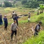 Polsek Tanjungmedar Hadir dan Peduli Terhadap Ketahanan Pangan Melalui Lomba Pembasmian Hama Tikus Dalam Rangka Hut. Bhayangkara Ke-80